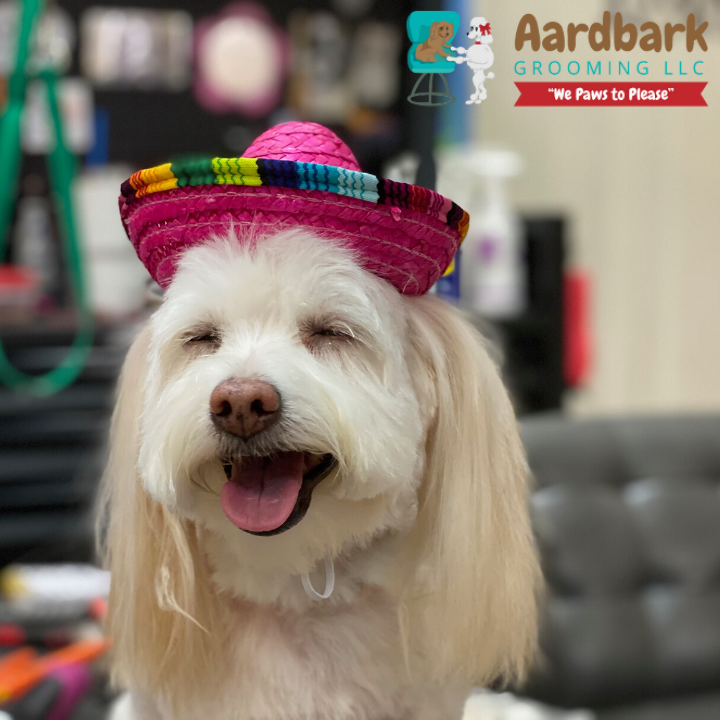 Aardbark Grooming Photo