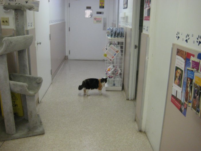 Images VCA Parkwood Animal Hospital