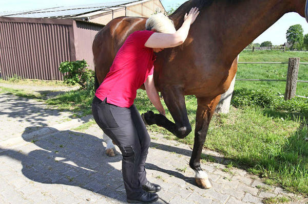 Bilder Pferdetherapeut Pferd-entspann-Dich Claudia Gansohr-Kratz, M.A.