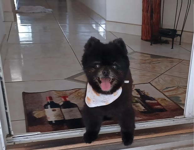 Images Resting Rainbow Pet Cremation of Orlando