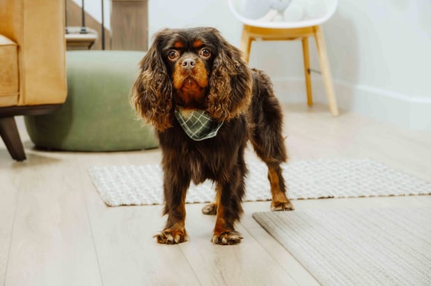 Images Furever Perfect Pups LLC