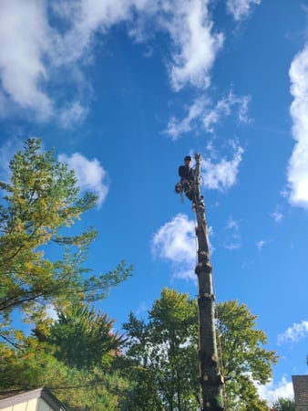 Images Dungrove Tree Service