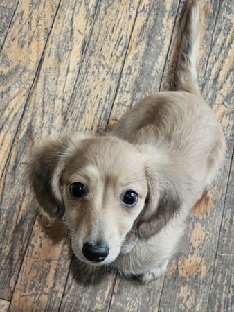 Images ABC's of Dog Training