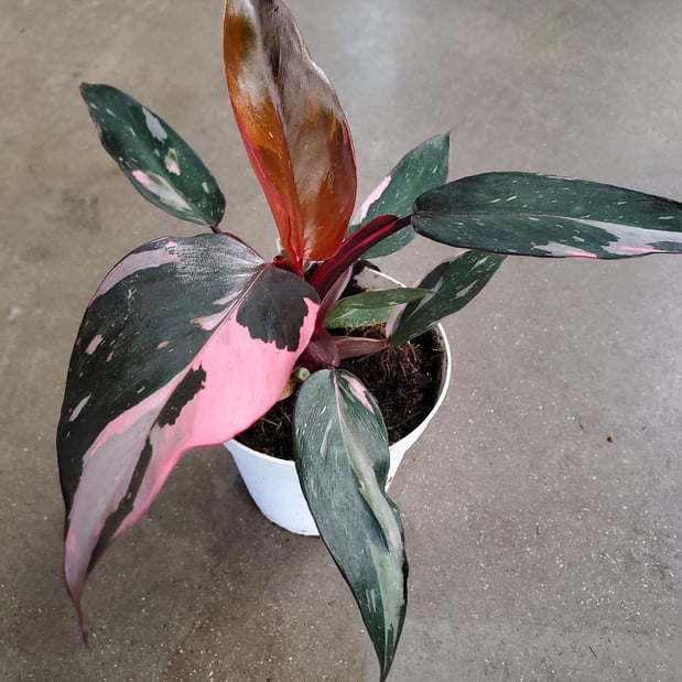 Images Deep Roots Garden Center