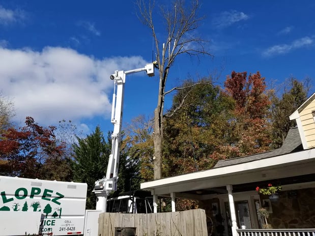 Images Lopez Tree Services