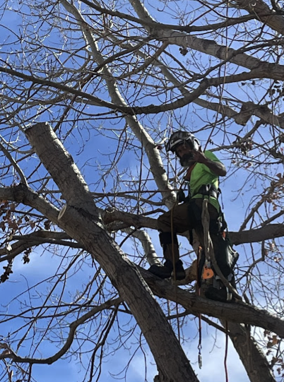 Wilson's Tree Service is a tree removal service company in Red River, NM.