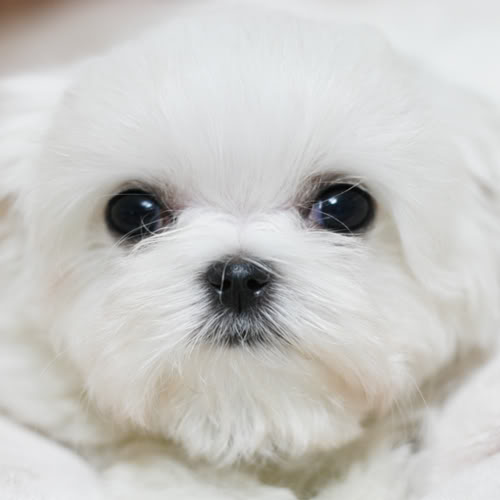 go fetch Canine Couture, LLC dba tonimari