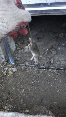 Images Rodent Solution