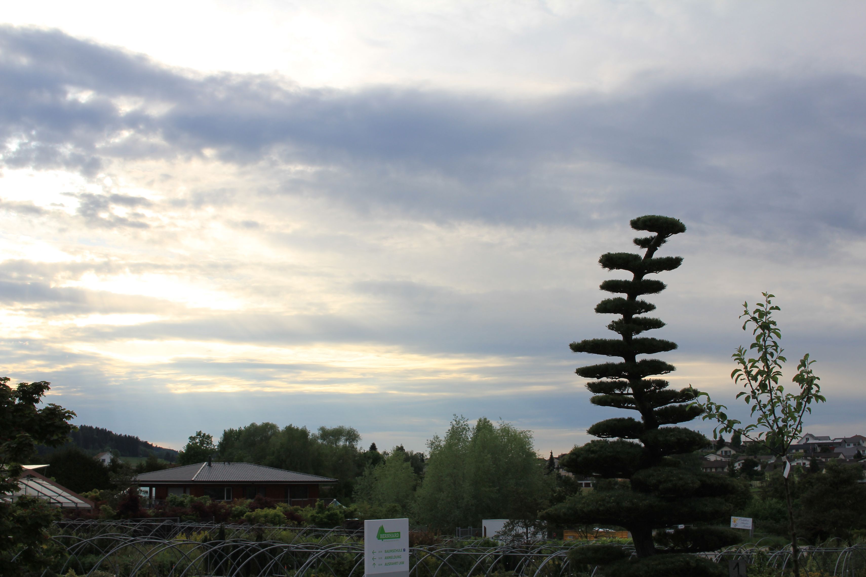 Bilder Bernhard Baumschulen AG