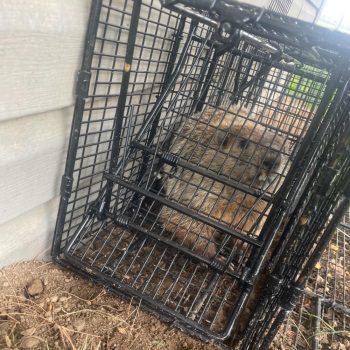 Humane Groundhog Trapping