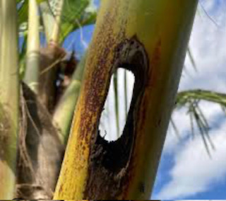 Images Aloha Tree Savers