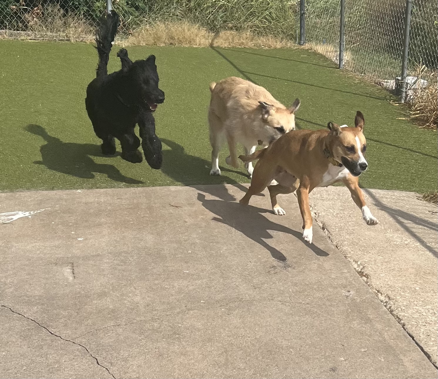Three dogs running and playing together in the outdoor dog daycare yard. 