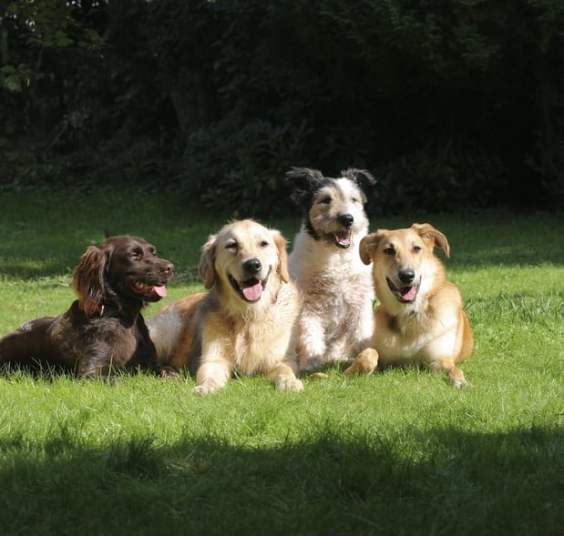 Images Scoopy Doo