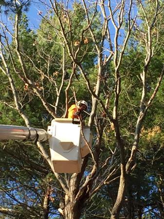 Images Kelley Tree Service