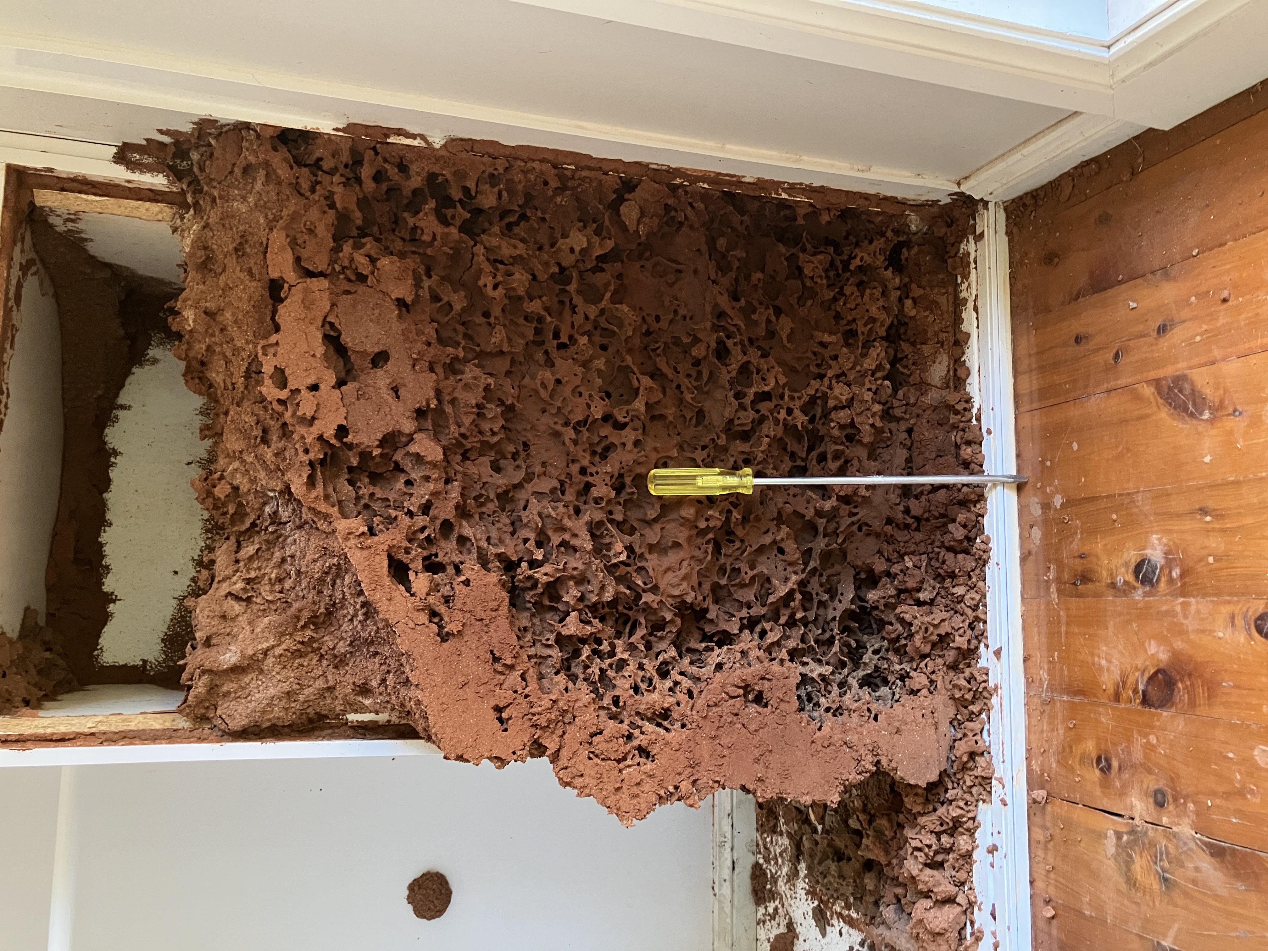 Images Bligh Park Pest Control
