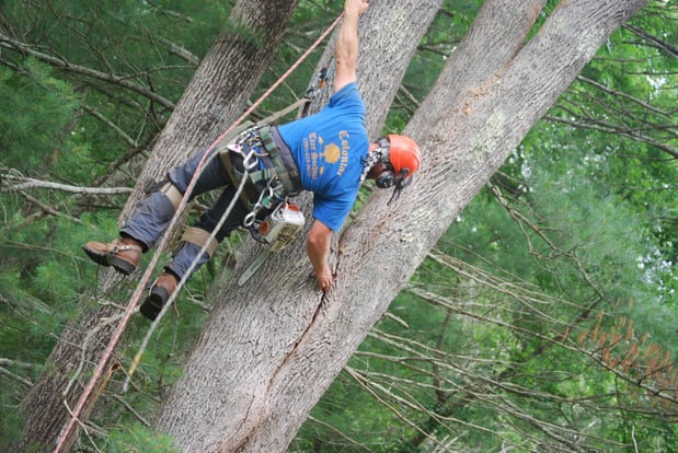 Images Colonial Tree Service