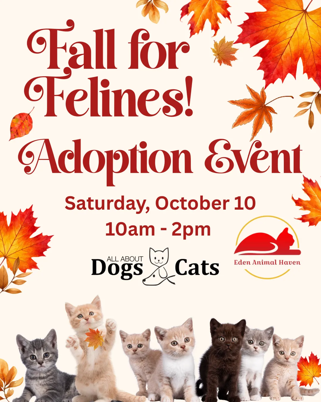 Image of Local Pet Event Fall for Felines! Nearby