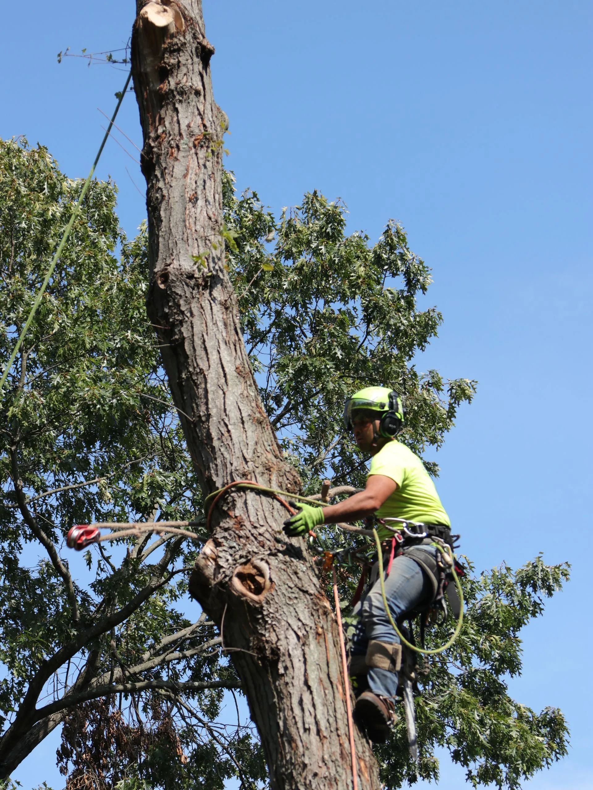 Guzman Tree Removal Image