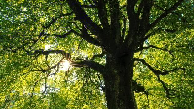 Images Meyer Tree Service