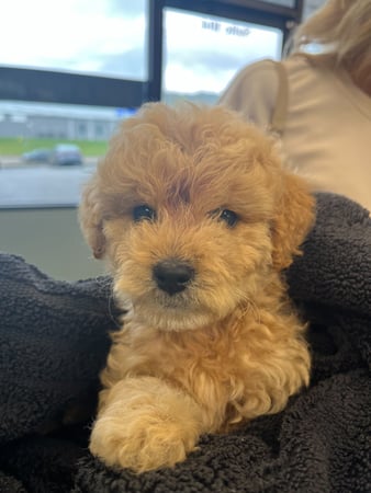 Images PetWellClinic - Emory Rd