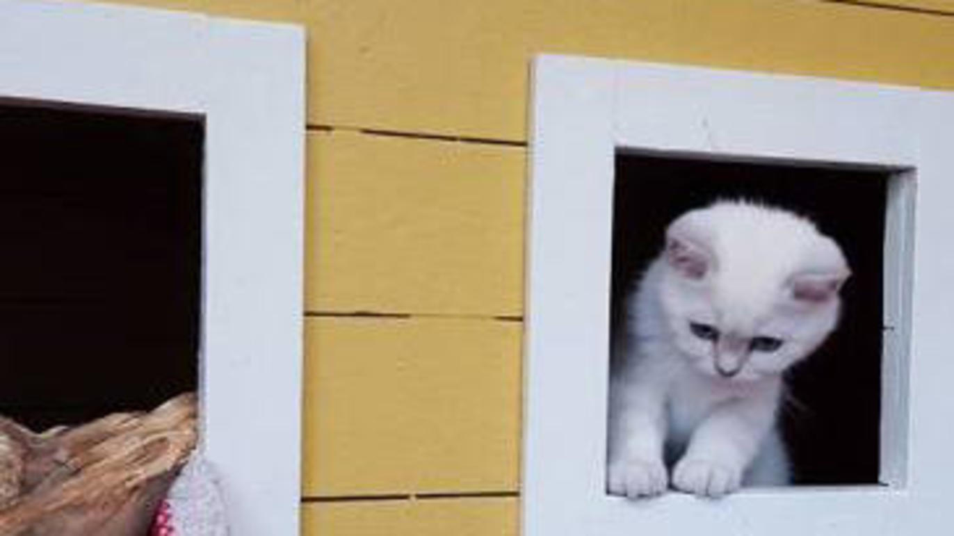 Images Norra Stockholm Katt&Hund