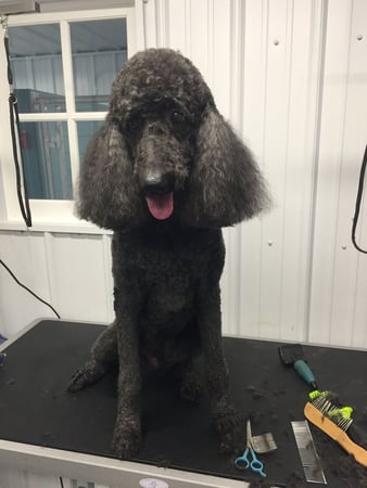 Images Shampoochies Pet Grooming & Boarding