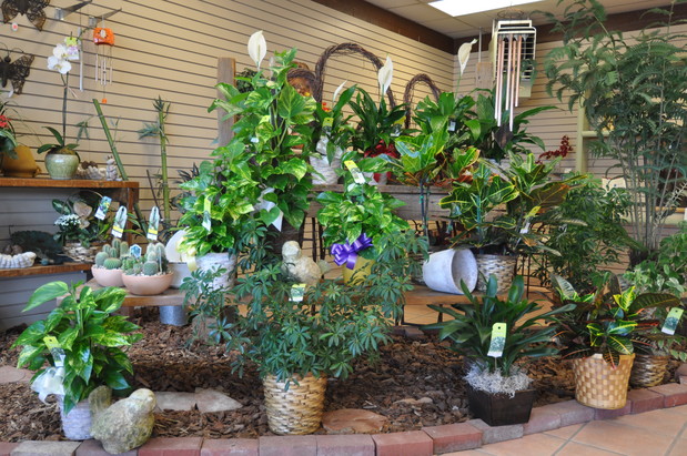 Images Peoples Flower Shops Far North Location