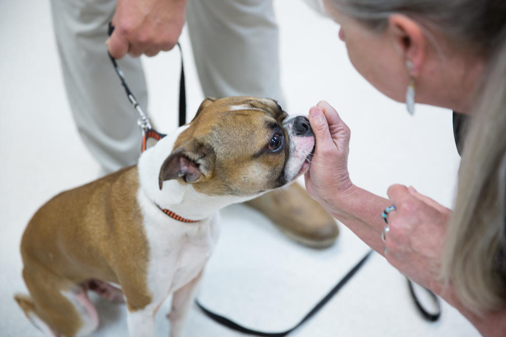 Cornell Center Animal Hospital Photo