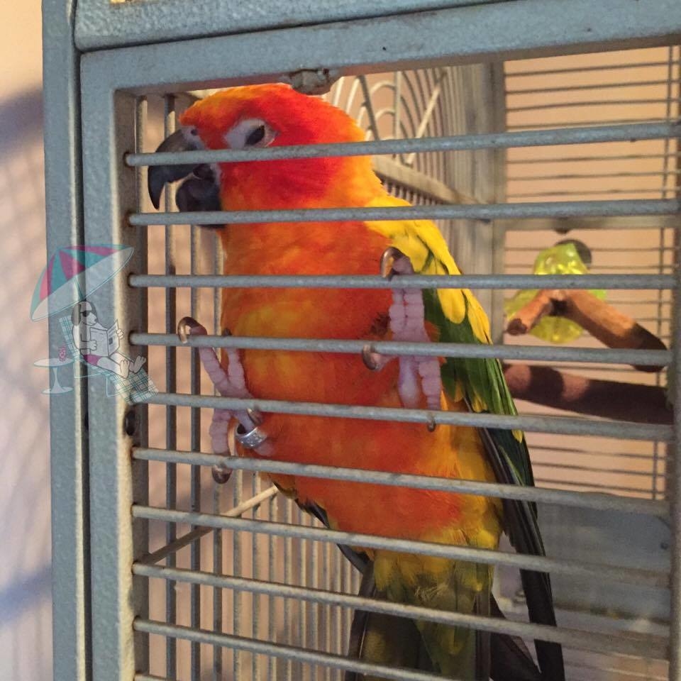 Tiki is such a beautiful bird!