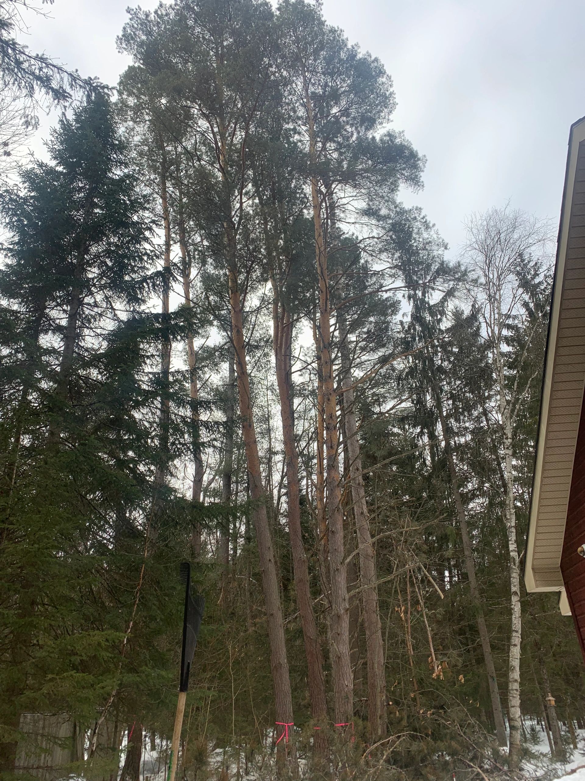 Images Élagage Frère d'Arbres
