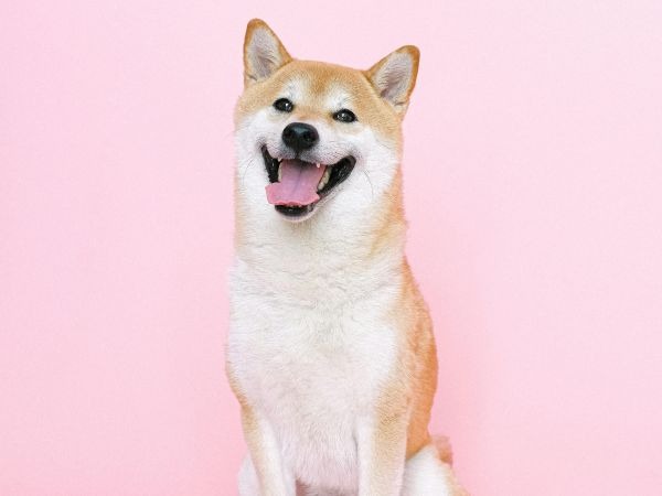 Images My Pet Dog トリミングルーム