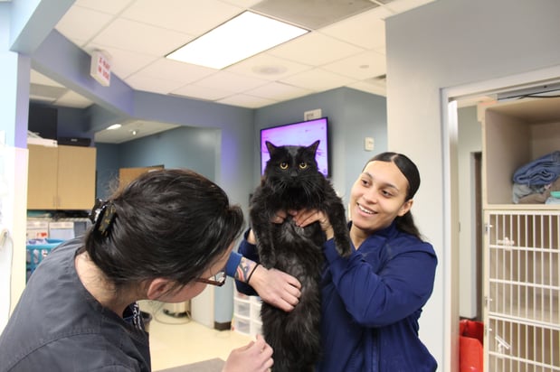 Images CityVet | Frisco