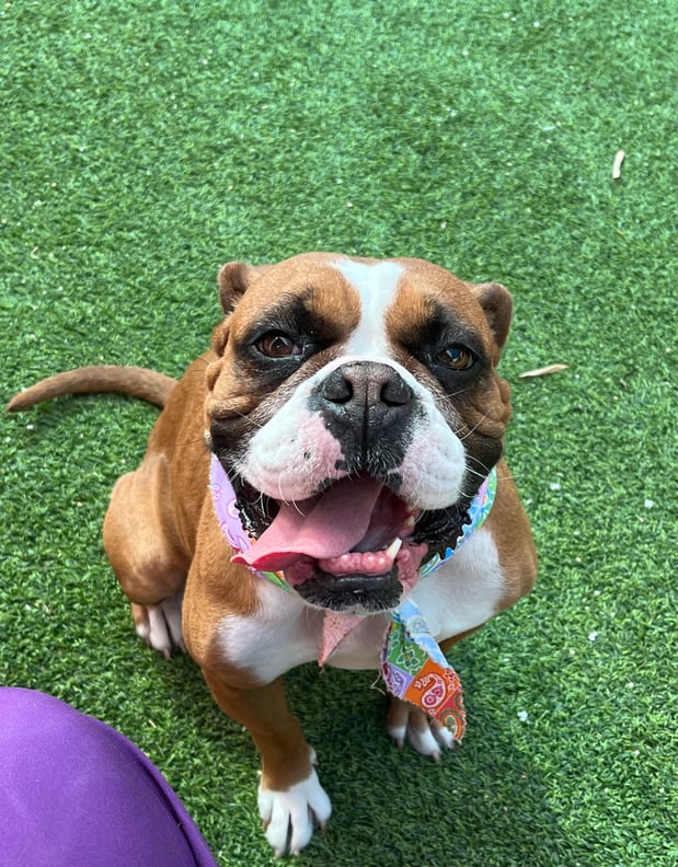 Images VCA Preston Park Animal Hospital