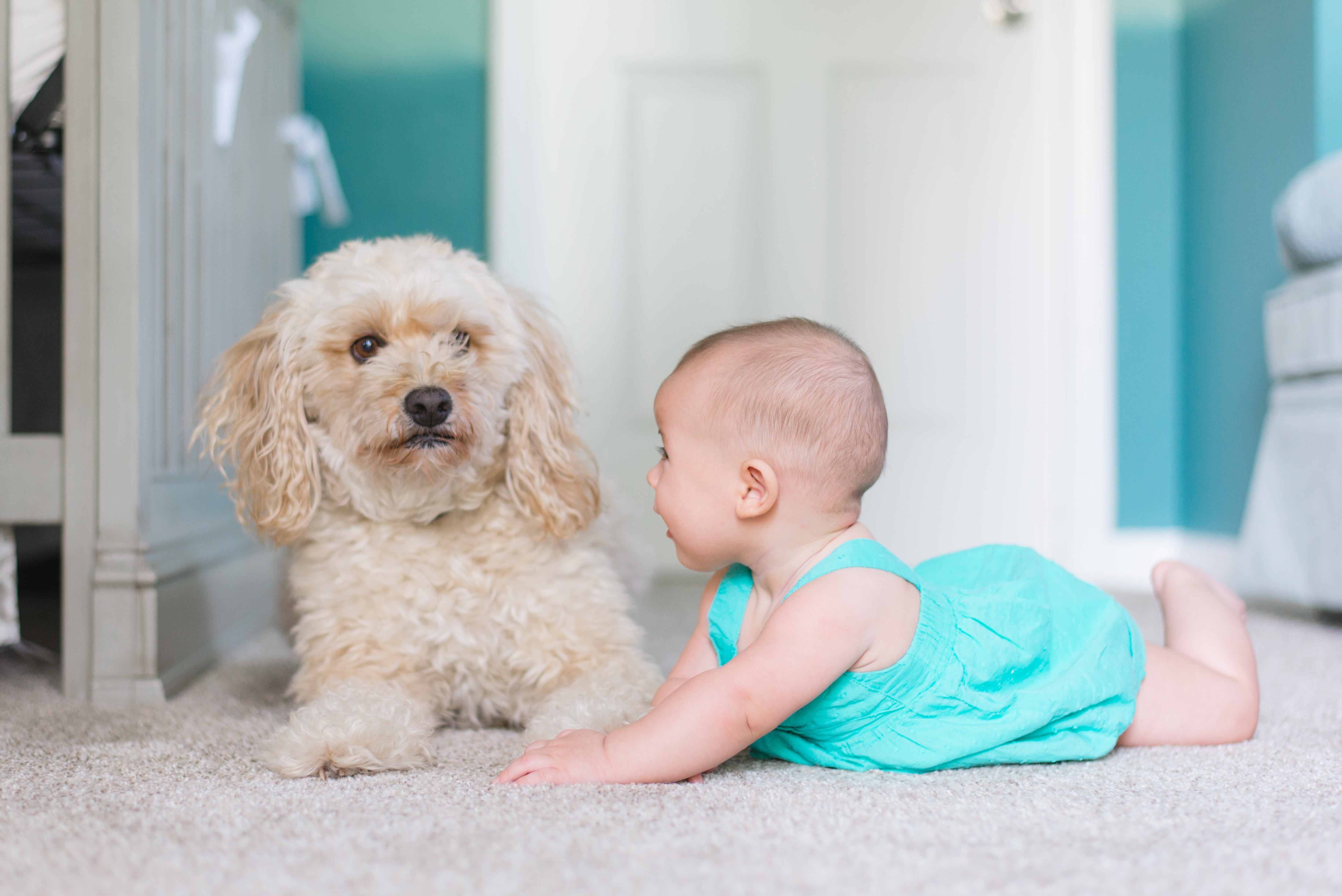 Pets can make carpets dirty, faster. Dirty carpets influence the health of your little ones. For this reason you need a more regular cleaning!