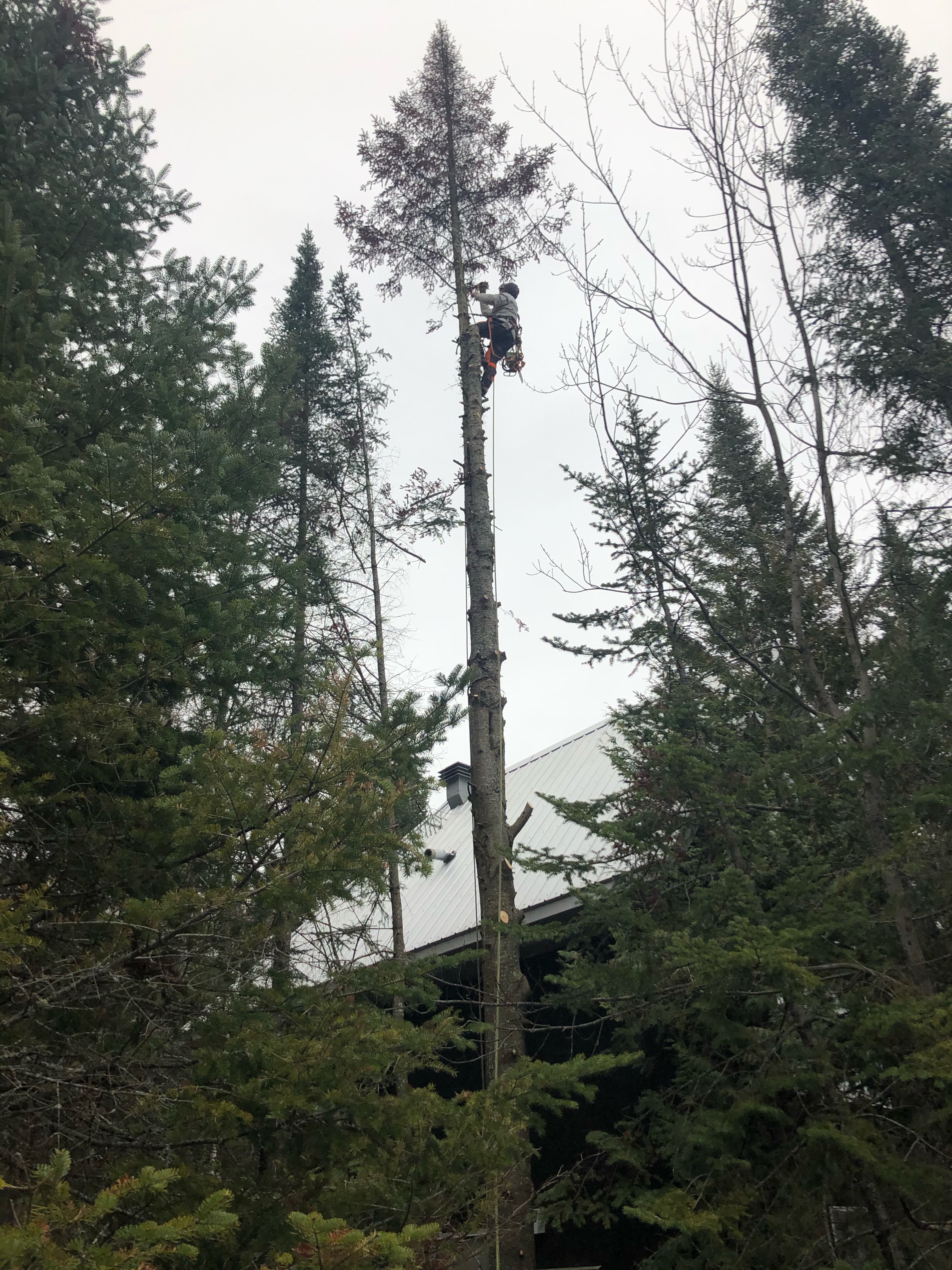 Images Élagage Frère d'Arbres
