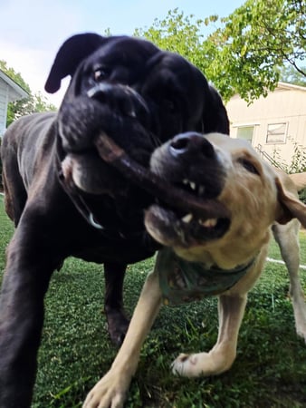 Images Wag Watchers DayCare & Spa