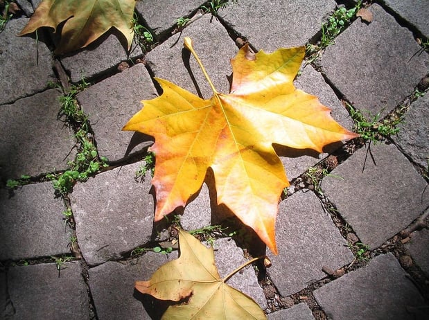 Images London Lodge Inc