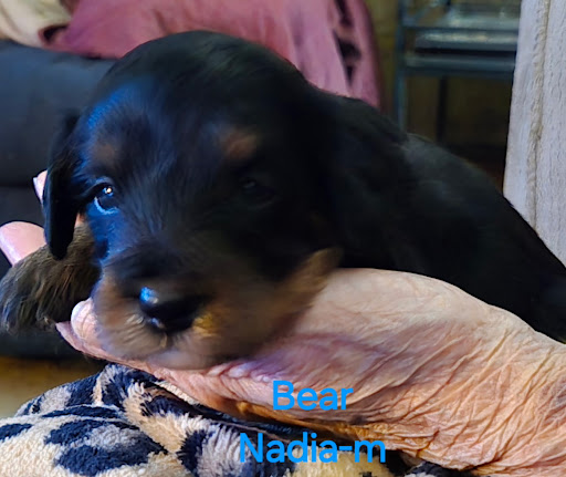 Images Massachusetts Doodles