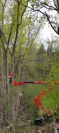 Images Twin City Tree Service