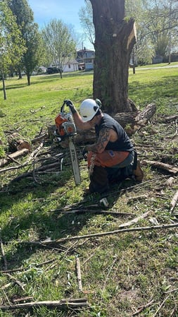 Images Oasis Tree Care, LLC