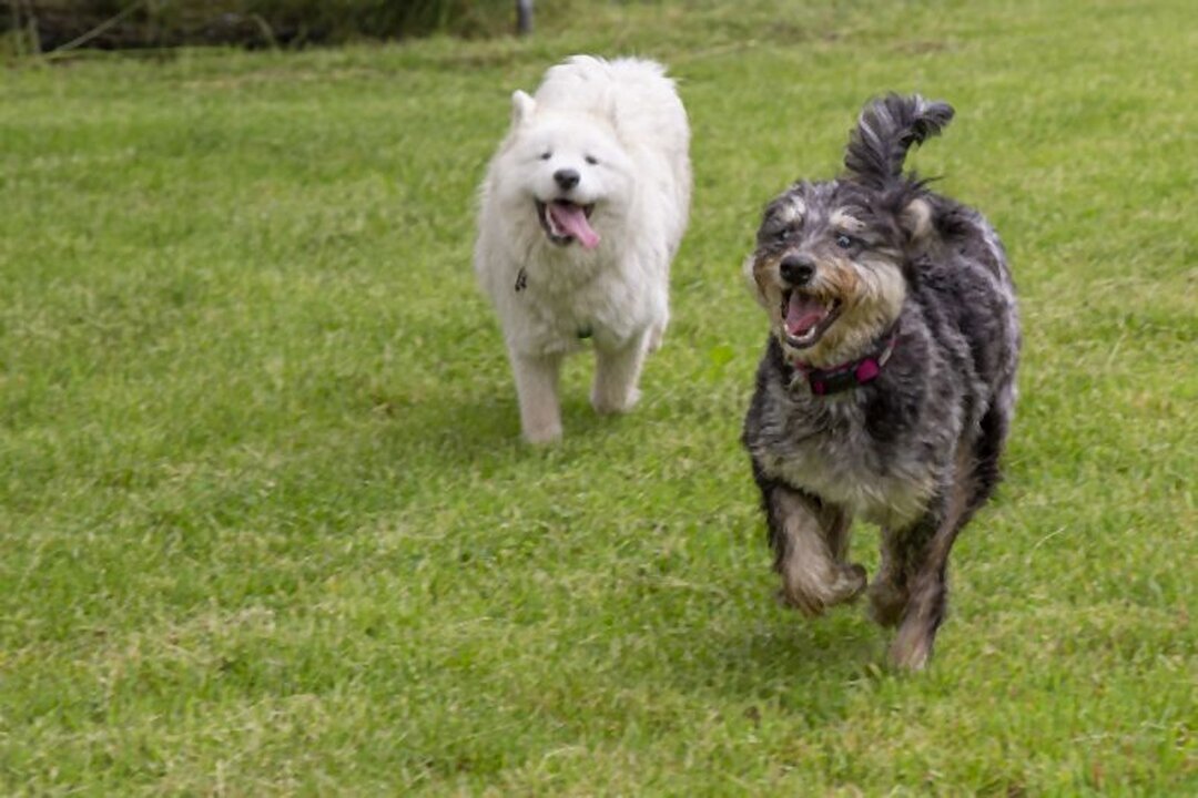 DogWaysCenter Moiken Plath - Hundephysio, Hundehotel/Pension, Hundetraining, Andreßenweg 1 in Friedrichskoog