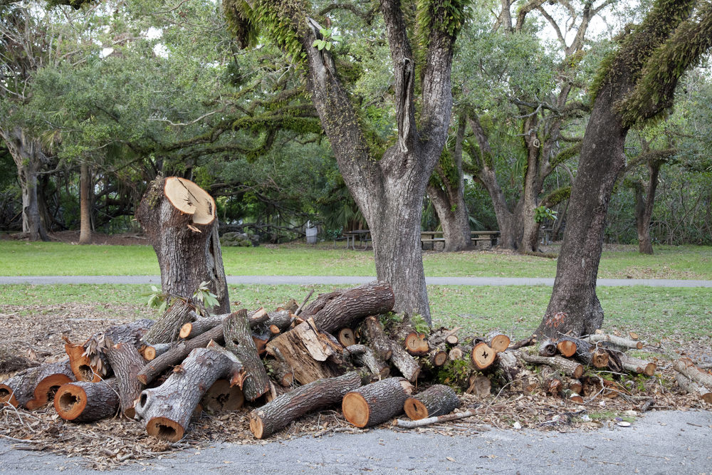 J & L Tree Service