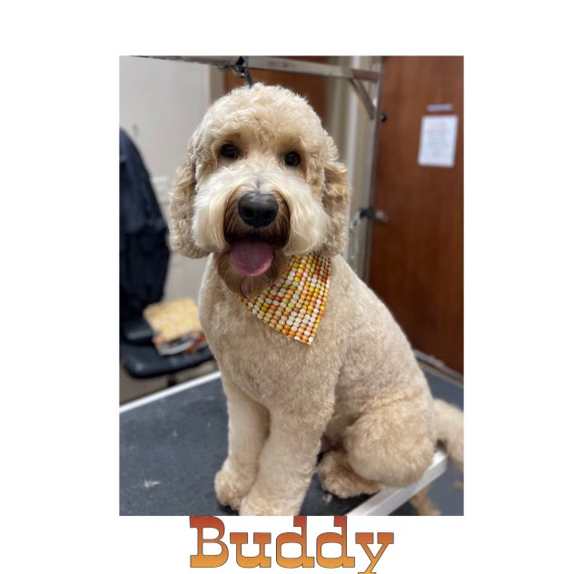 A fluffy light brown dog named Buddy sits on a grooming table, wearing a bandana. The dog has a happy expression with its tongue out. The background appears to be a grooming salon with a door and equipment.