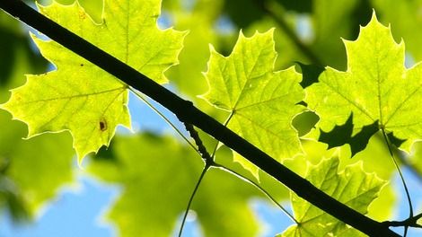 Images Puutavaraliike Hakalan Puutukku Oy