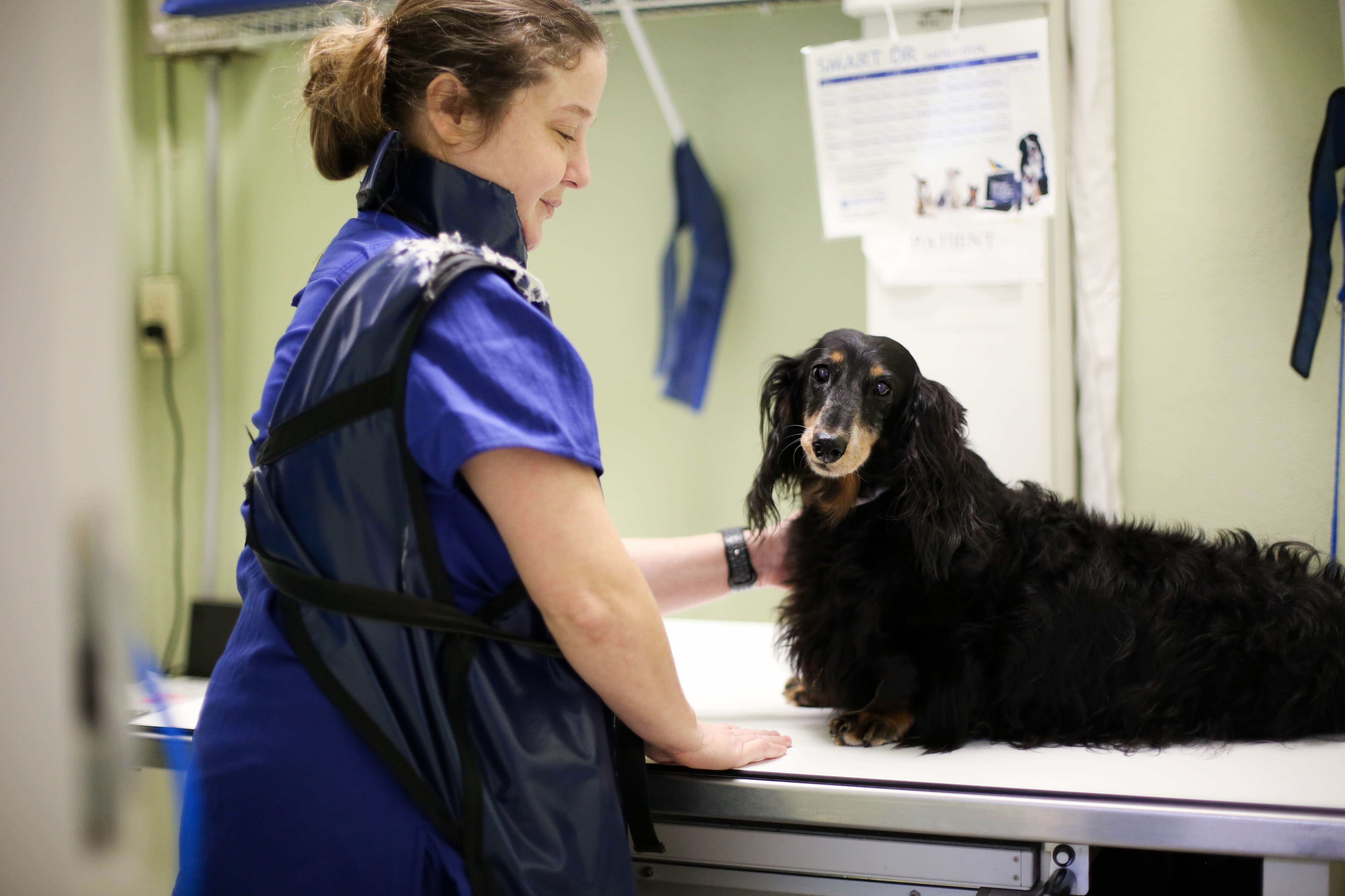 The Animal Hospital of Dunedin takes pride in our investment in some of the most advanced diagnostic technology available in our field. Digital medical radiology has made the taking of x-rays much easier and safer for both our patients and staff.
