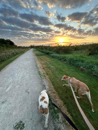 Images Leash and Love LLC