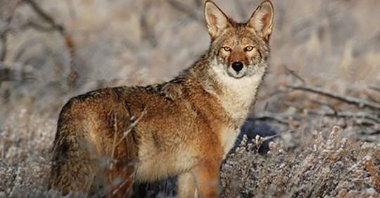 coyote wildlife control trapper exterminators