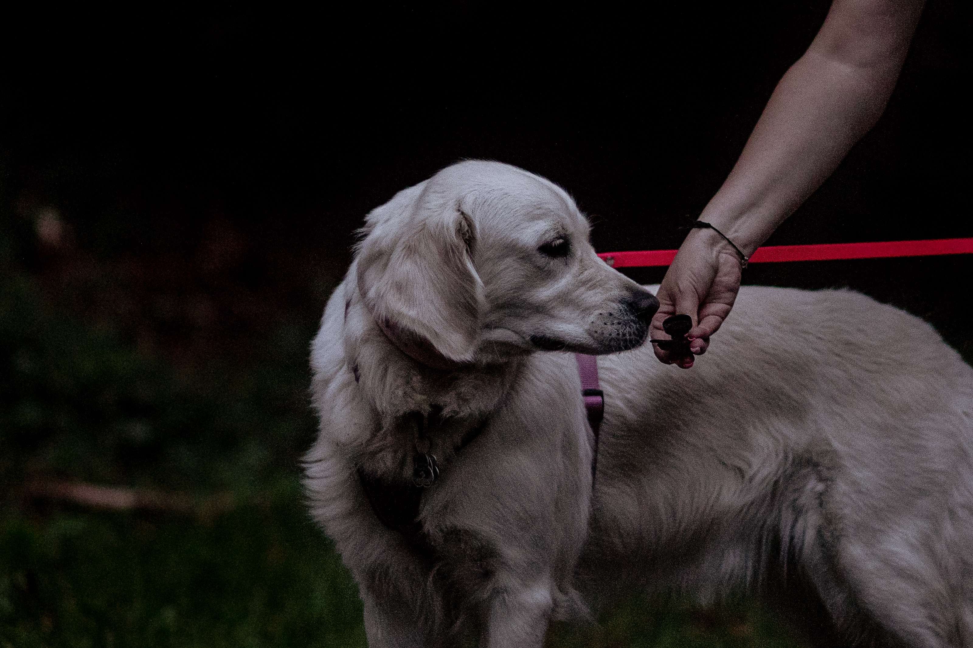Hundeschule DogGeeks® TonCane: Online & Mobil, Voßbarg 23 in Seevetal