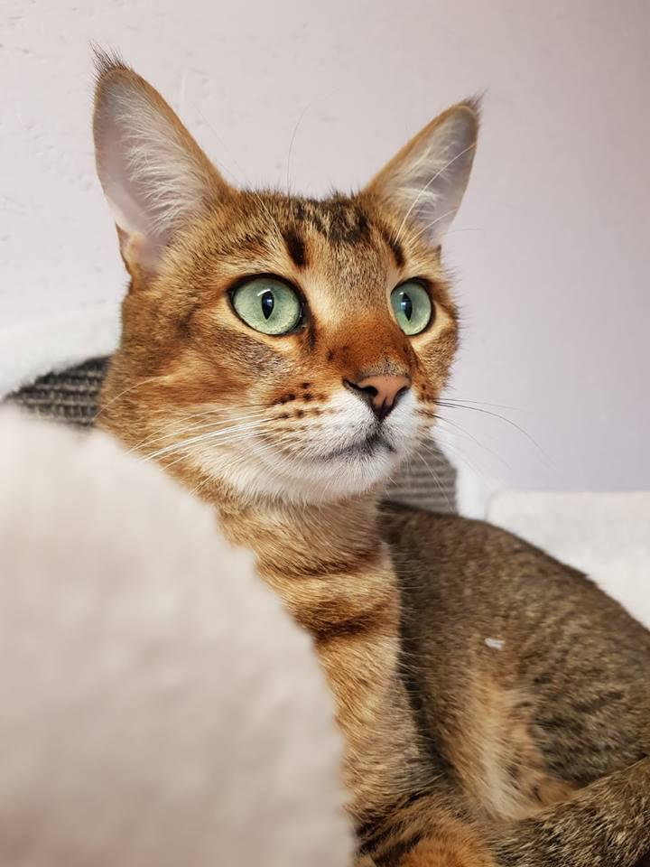 Tierhotel 5 Stern, Grienackerweg 3 in Niedergösgen