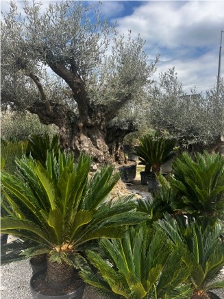 Images Terra Hungary - Olive trees and more